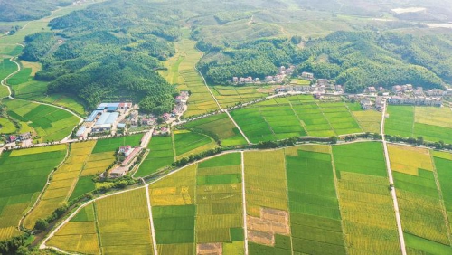 一粒小种子 田野绽芳华——我市全力推进“中国稻种基地建设”