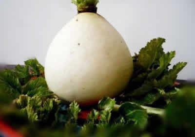 桂阳萝卜